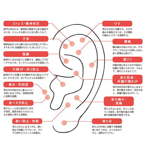 耳珠位置|耳ツボ図解